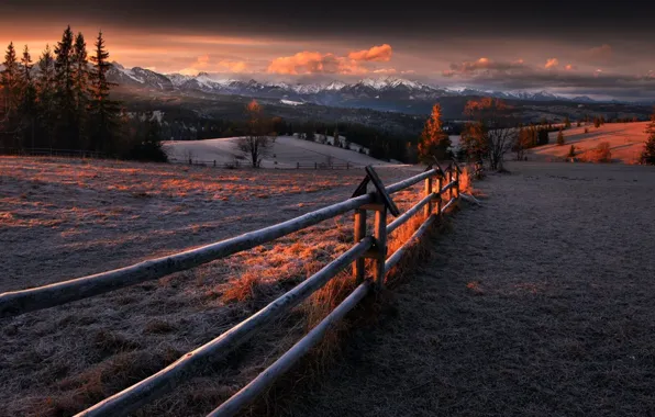 Field, the fence, morning