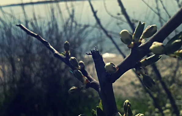 Macro, Nature, Web, River, Bush, Plant, Shore