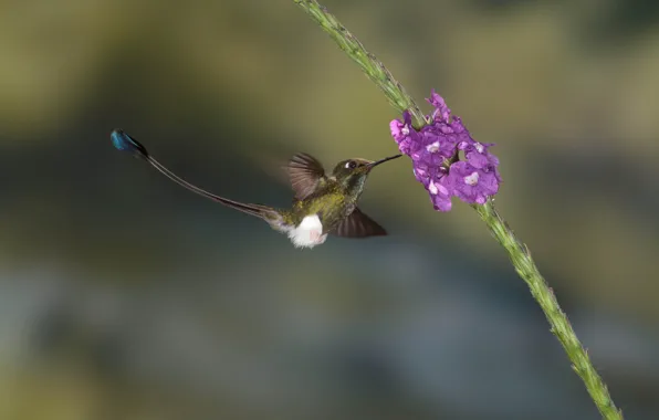 Flowers, nature, bird, Hummingbird, bird, gladiolus, Hummingbird-maker, Hummingbird-acetochlor upland