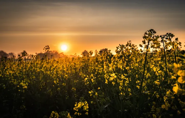 Summer, sunset, rape