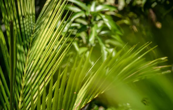 Leaves, plant, Bush, green