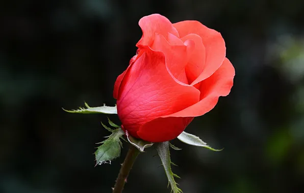 Picture blur, buds, Pink rose