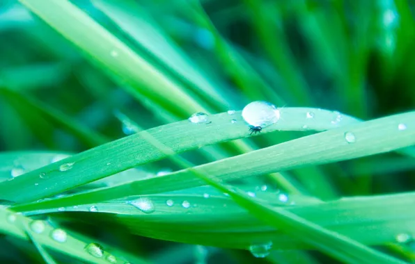 Greens, grass, water, drops