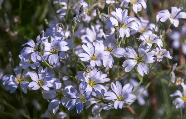 Flowers, white, a lot, bokeh, Bush, cerastium