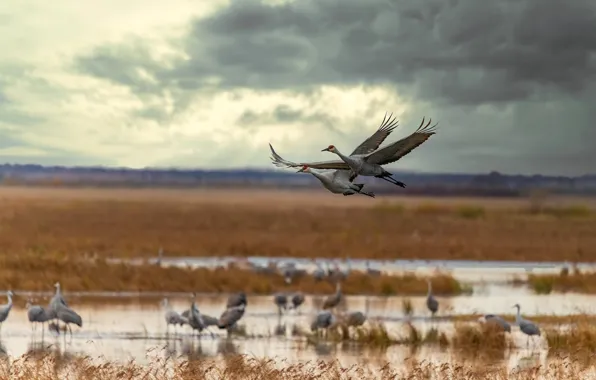 Field, autumn, the sky, clouds, flight, birds, clouds, overcast