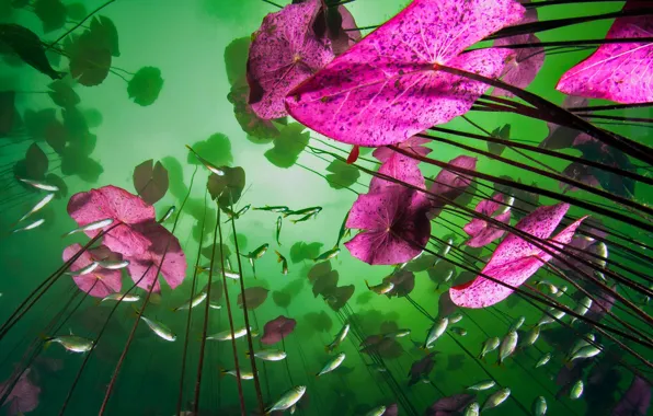 Leaves, fish, paint, plants, Mexico, cave, Aktun Chen Ha, Quintana Roo