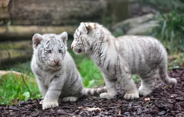 Predators, pair, kids, wild cats, the cubs, cubs, white tigers