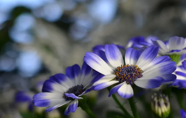 Flowers, nature, plant, petals