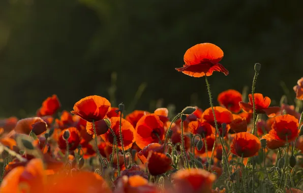 Nature, background, Mac