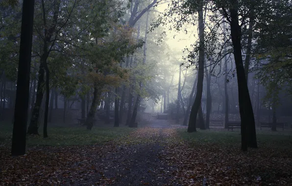 Trees, fog, Park, shop