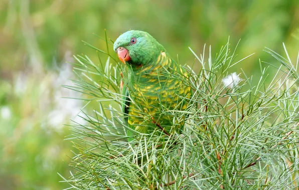 Branches, bird, beak, parrot