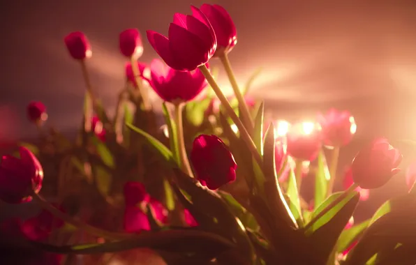Picture light, background, tulips