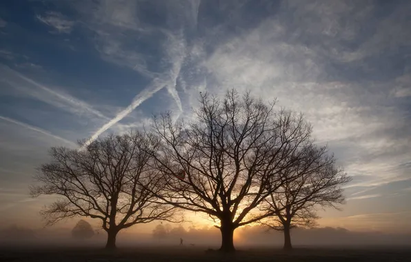 Trees, fog, morning