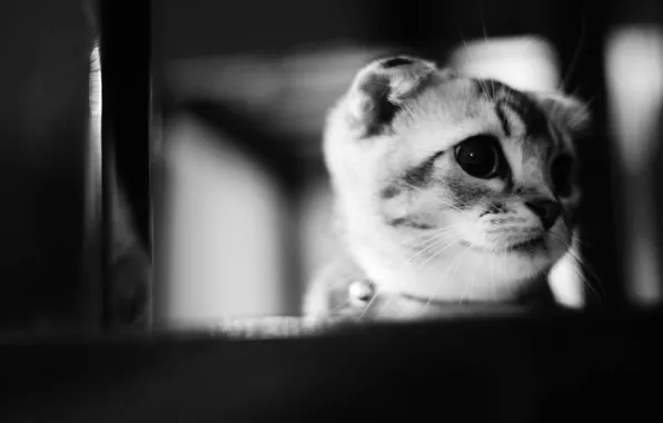 Animals, cat, kitty, kitten, cat, animal