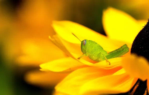 Picture flower, yellow, green, grasshopper, rudbeckia