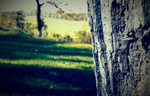 Picture grass, trees, nature