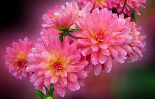 Drops, background, petals, pink, dahlias