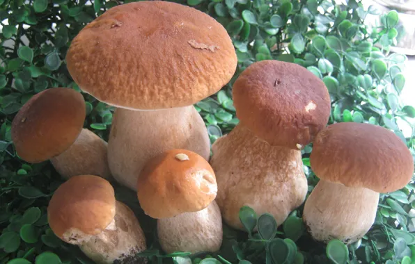 Picture collage, Mushrooms, white, Mushrooms, green Mat