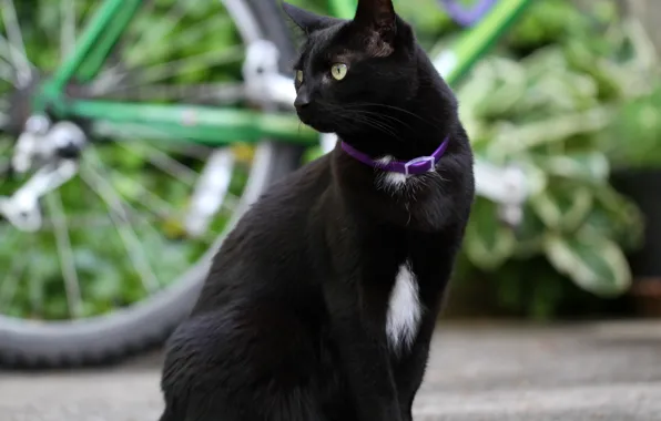 Cat, look, background, black