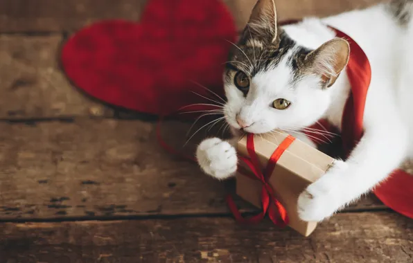 Cat, cat, holiday, box, heart, Board, Valentine's Day