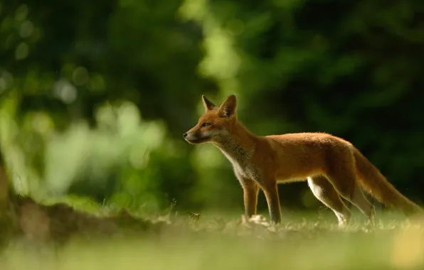 Greens, forest, grass, branches, nature, background, glade, Fox