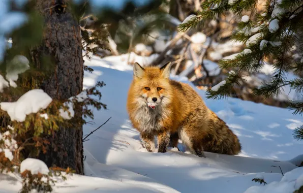 Winter, snow, trees, Fox, red