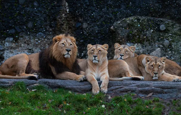 Grass, stones, Leo, company, lions, zoo, lie, lioness