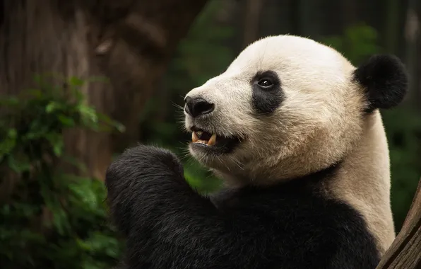 Look, portrait, bear, mouth, Panda, bear, face, teen