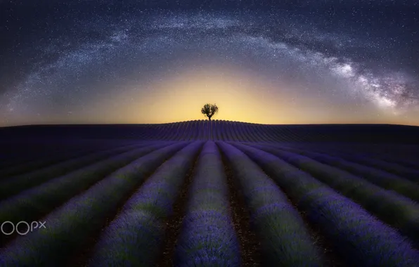 Picture field, the sky, stars, night, tree, the milky way, lavender