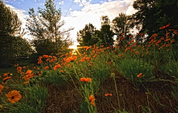 Forest, the sky, grass, sunset, flowers, glade