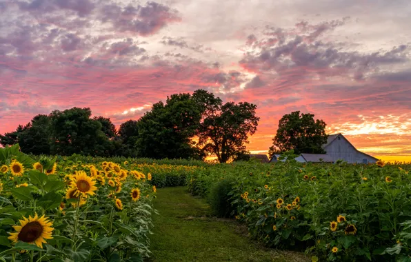 Picture sunflowers, sunset, village, house