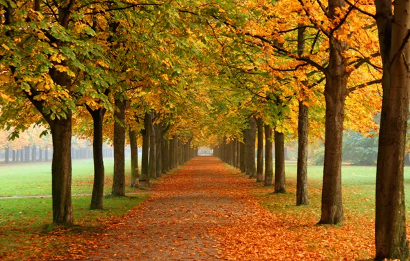 Autumn, nature, Park, alley, chestnuts