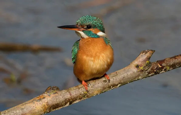 Picture branches, bird, pond, Kingfisher