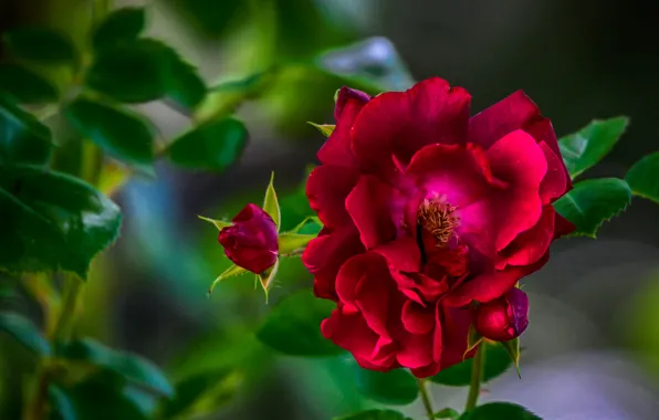 Leaves, roses, petals, buds, Burgundy