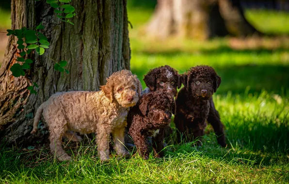 Dogs, puppies, walk, lawn