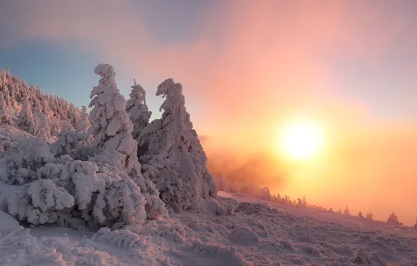 Winter, forest, the sky, the sun, snow, fog, dawn, view