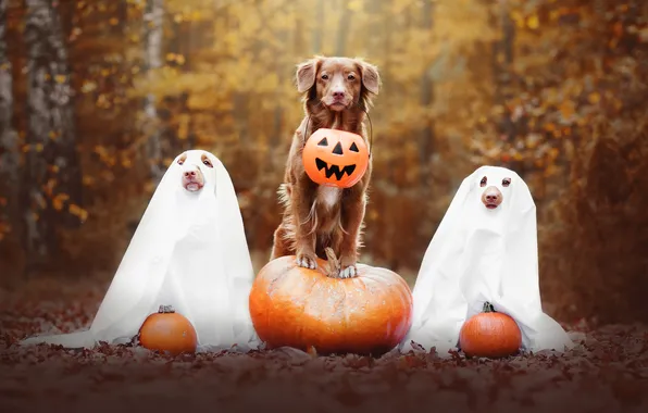 Autumn, forest, dogs, look, nature, pose, pumpkin, pumpkin