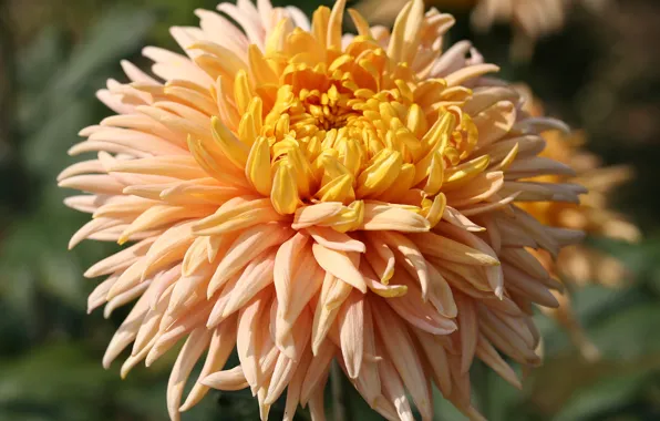 Flower, macro, orange, chrysanthemum