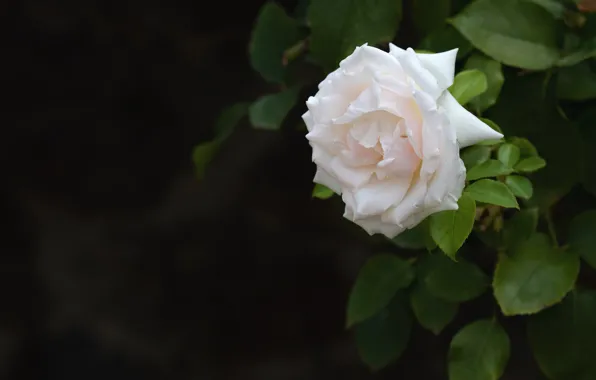 Picture white, leaves, flowers, branches, the dark background, roses