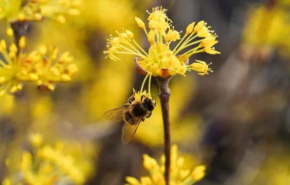 Macro, flowers, bee, yellow