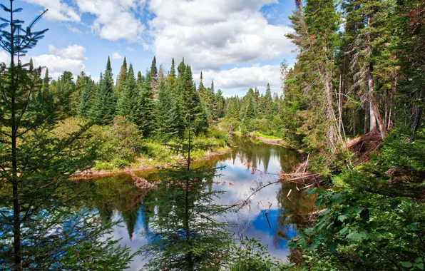 Picture clouds, trees, nature, Park, river, Canada, Algonquin Provincial Park