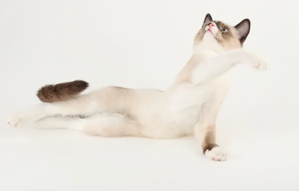 Cat, look, background, legs, curves, ears