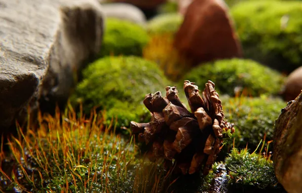 Stone, cone, forest moss