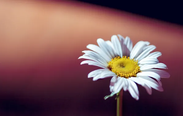 Picture white, flowers, yellow, background, widescreen, Wallpaper, Daisy, wallpaper
