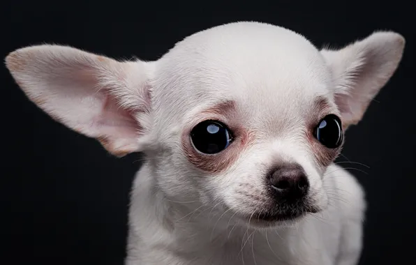 Picture white, look, portrait, dog, muzzle, ears, doggie, the dark background