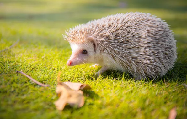 White, grass, look, light, background, leaf, muzzle, hedgehog