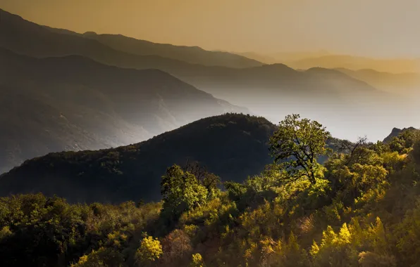 Autumn, trees, mountains, fog