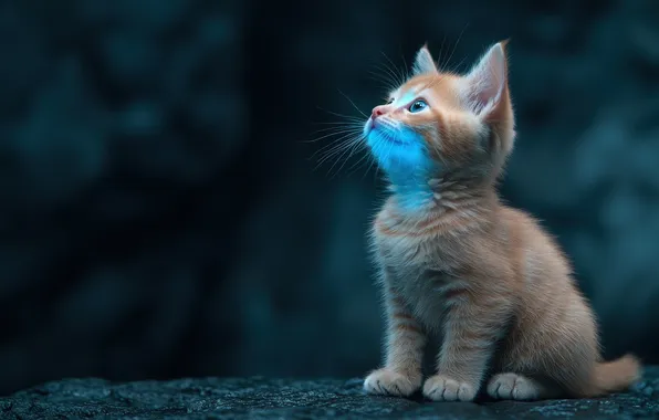 Cat, look, the dark background, kitty, red, face, sitting, glow