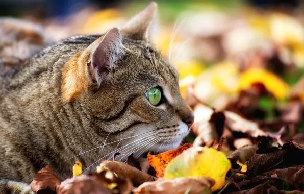 Picture cat, cat, leaves, muzzle, observation, bokeh