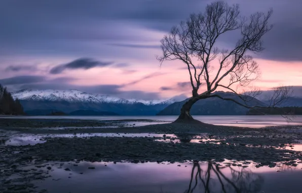 Sunset, mountains, lake, tree, New Zealand, New Zealand, Lake Wanaka, Southern Alps